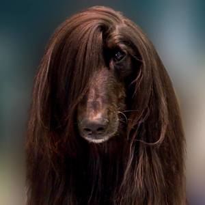 Meet your Posher, Mimi